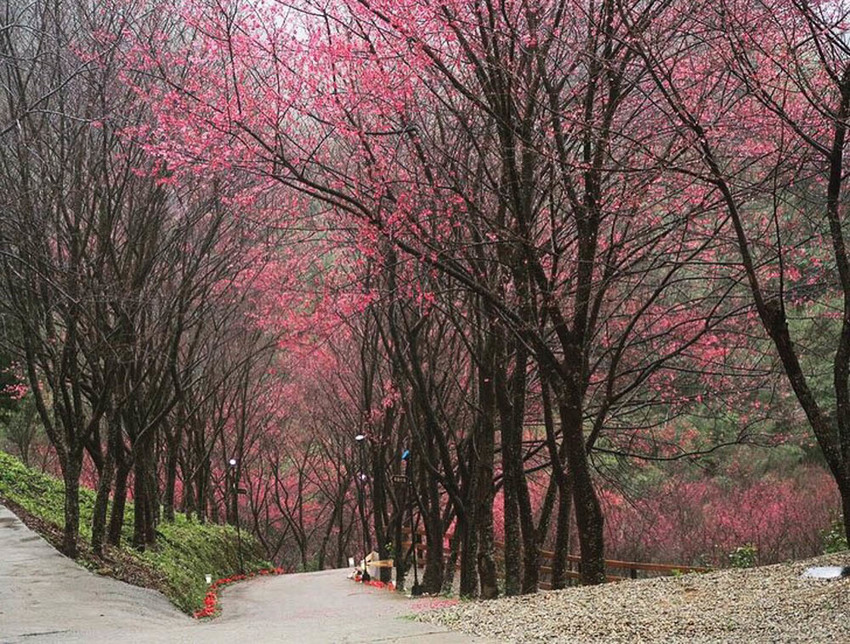 桃園旅遊景點推薦翠墨莊園！粉嫩櫻花林步道浪漫登場，期間限定和服體驗！入園還可以抽iPhone11