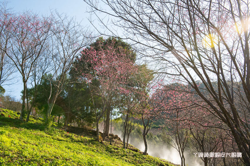 桃園旅遊景點推薦翠墨莊園！粉嫩櫻花林步道浪漫登場，期間限定和服體驗！入園還可以抽iPhone11