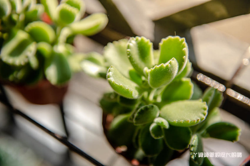 桃園旅遊景點推薦翠墨莊園！粉嫩櫻花林步道浪漫登場，期間限定和服體驗！入園還可以抽iPhone11