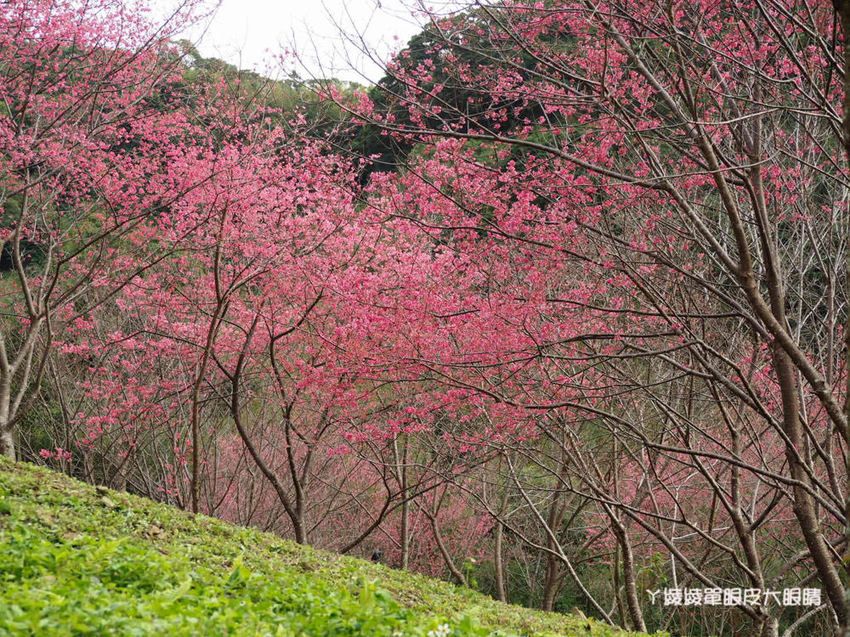 桃園旅遊景點推薦翠墨莊園！粉嫩櫻花林步道浪漫登場，期間限定和服體驗！入園還可以抽iPhone11