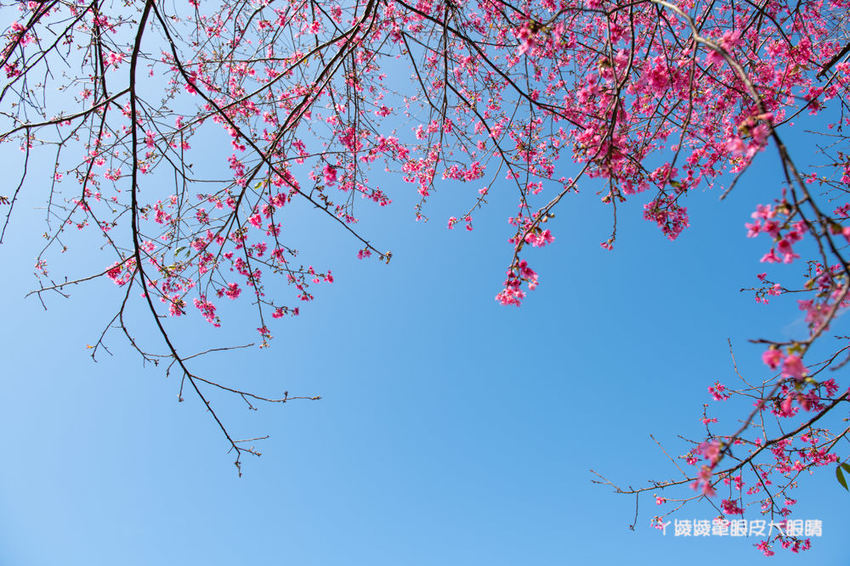 桃園旅遊景點推薦翠墨莊園！粉嫩櫻花林步道浪漫登場，期間限定和服體驗！入園還可以抽iPhone11