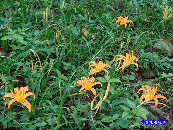 北橫-翠墨莊園 (3).jpg 北橫-翠墨莊園 (3).jpg