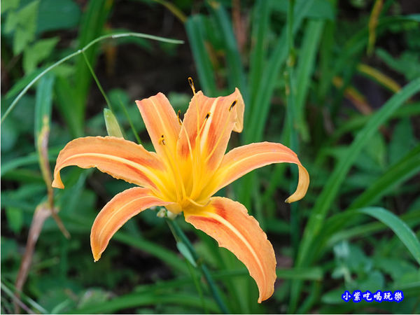 北橫-翠墨莊園 (4).jpg 北橫-翠墨莊園 (4).jpg