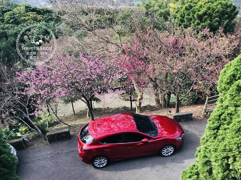 春天農場午餐逍遙遊,關公嶺北天宮步道漫活賞櫻趣(2/2花況) @魚兒 x 牽手明太子的「視」界旅行 春天農場午餐逍遙遊,關公嶺北天宮步道漫活賞櫻趣(2/2花況) @魚兒 x 牽手明太子的「視」界旅行