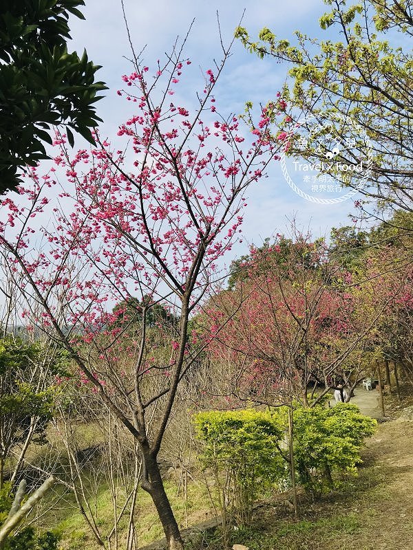 春天農場午餐逍遙遊,關公嶺北天宮步道漫活賞櫻趣(2/2花況) @魚兒 x 牽手明太子的「視」界旅行 春天農場午餐逍遙遊,關公嶺北天宮步道漫活賞櫻趣(2/2花況) @魚兒 x 牽手明太子的「視」界旅行