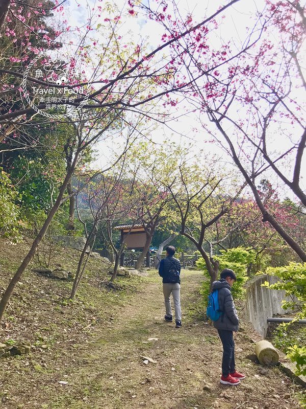 春天農場午餐逍遙遊,關公嶺北天宮步道漫活賞櫻趣(2/2花況) @魚兒 x 牽手明太子的「視」界旅行 春天農場午餐逍遙遊,關公嶺北天宮步道漫活賞櫻趣(2/2花況) @魚兒 x 牽手明太子的「視」界旅行