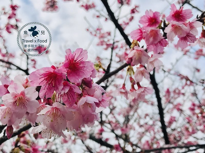 春天農場午餐逍遙遊,關公嶺北天宮步道漫活賞櫻趣(2/2花況) @魚兒 x 牽手明太子的「視」界旅行 春天農場午餐逍遙遊,關公嶺北天宮步道漫活賞櫻趣(2/2花況) @魚兒 x 牽手明太子的「視」界旅行