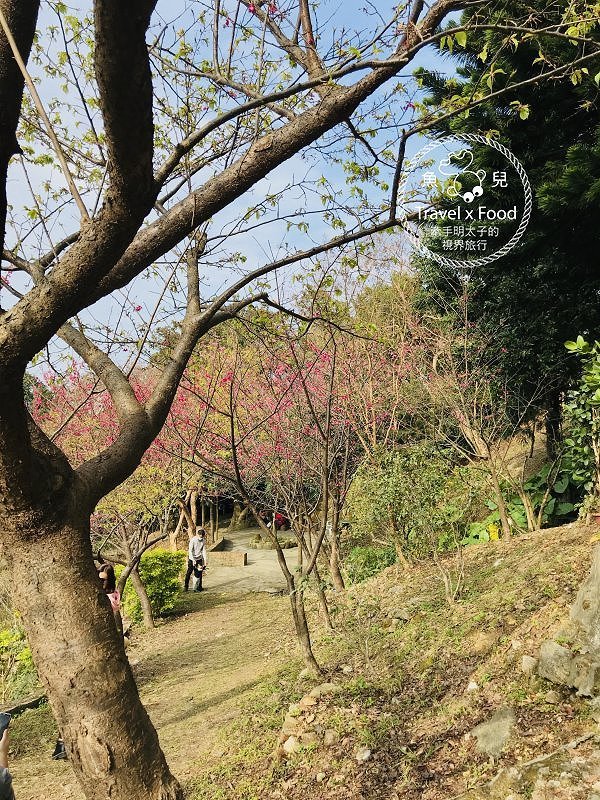 春天農場午餐逍遙遊,關公嶺北天宮步道漫活賞櫻趣(2/2花況) @魚兒 x 牽手明太子的「視」界旅行 春天農場午餐逍遙遊,關公嶺北天宮步道漫活賞櫻趣(2/2花況) @魚兒 x 牽手明太子的「視」界旅行
