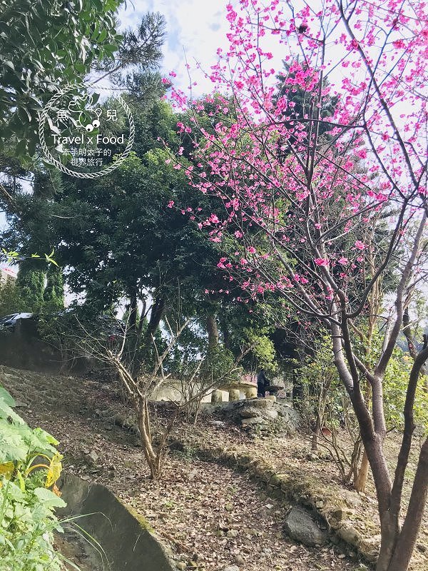 春天農場午餐逍遙遊,關公嶺北天宮步道漫活賞櫻趣(2/2花況) @魚兒 x 牽手明太子的「視」界旅行 春天農場午餐逍遙遊,關公嶺北天宮步道漫活賞櫻趣(2/2花況) @魚兒 x 牽手明太子的「視」界旅行