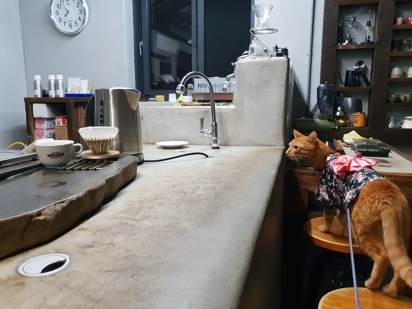 225288.jpg - 【南投.埔里】全台最獨特咖啡店。友善寵物。Coffee Reflections OLD工作室採預約制