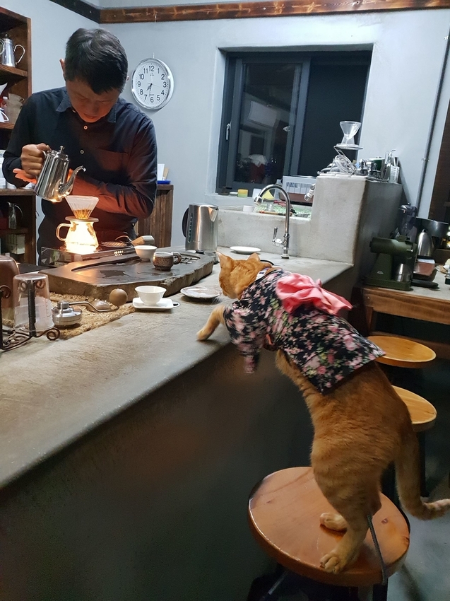 225293.jpg - 【南投.埔里】全台最獨特咖啡店。友善寵物。Coffee Reflections OLD工作室採預約制