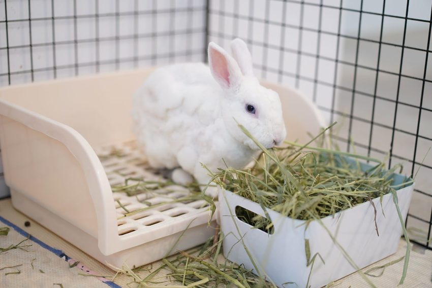 【三恆一曙】桃園中壢區新開幕兔兔友善咖啡廳,二樓有兔兔專屬跑跑區!