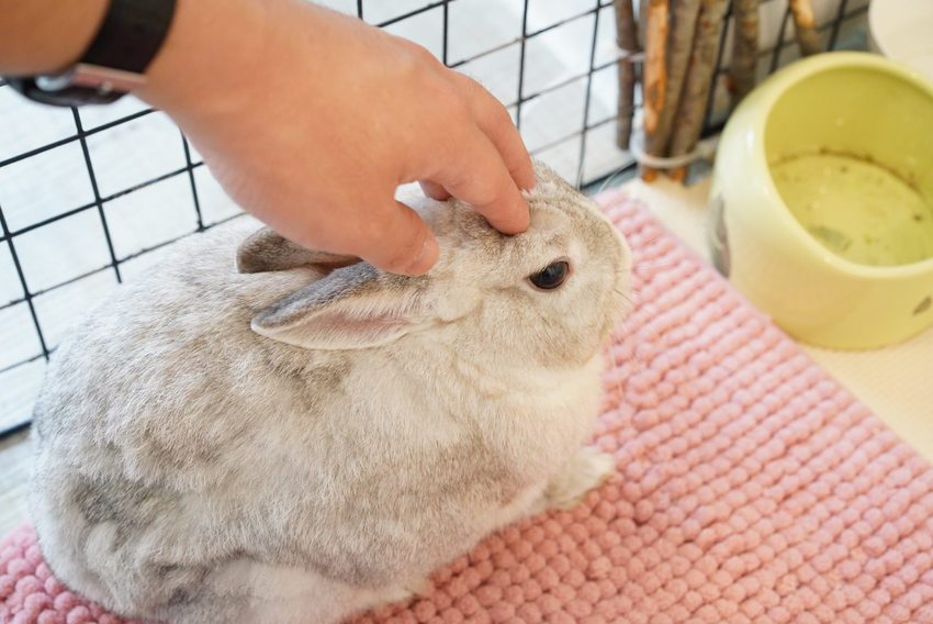 【三恆一曙】桃園中壢區新開幕兔兔友善咖啡廳,二樓有兔兔專屬跑跑區!