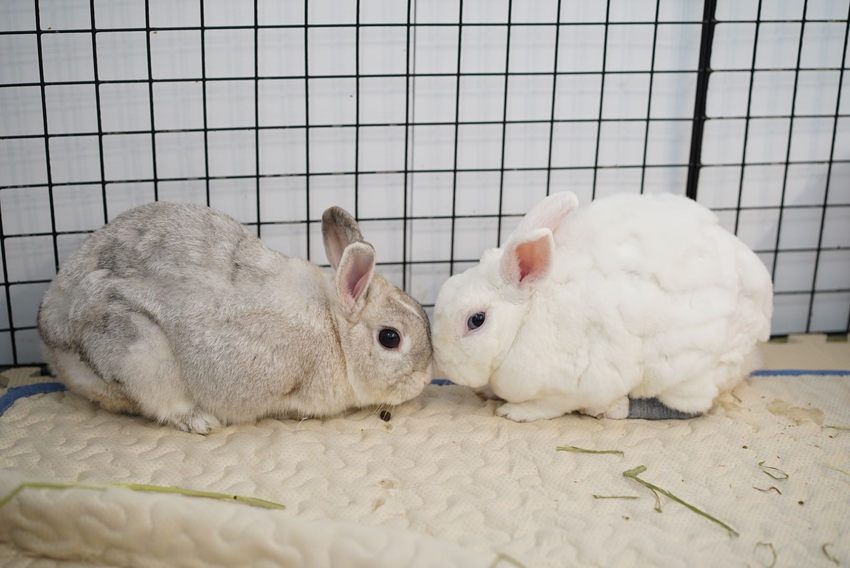 【三恆一曙】桃園中壢區新開幕兔兔友善咖啡廳,二樓有兔兔專屬跑跑區!