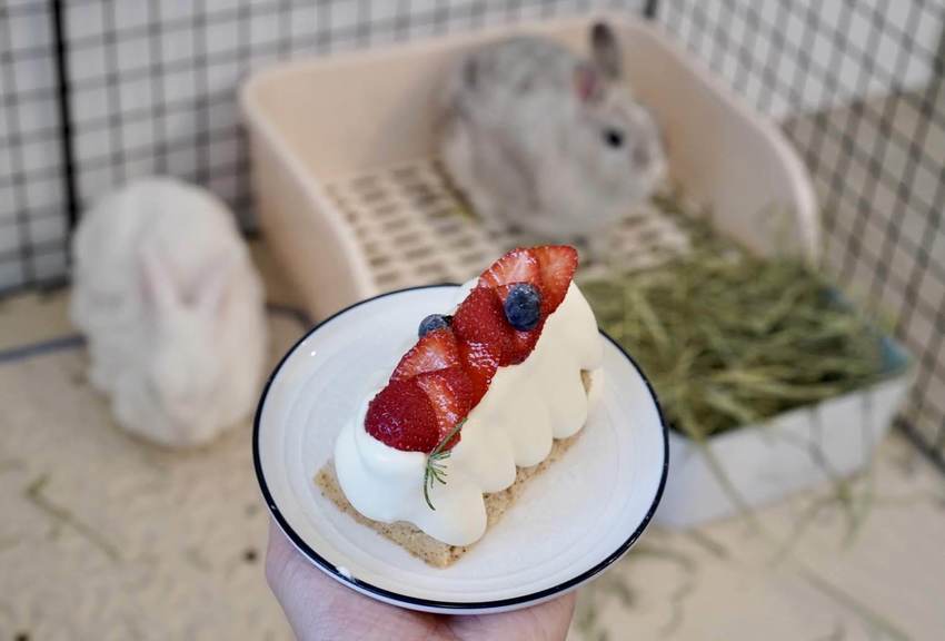 【三恆一曙】桃園中壢區新開幕兔兔友善咖啡廳,二樓有兔兔專屬跑跑區!