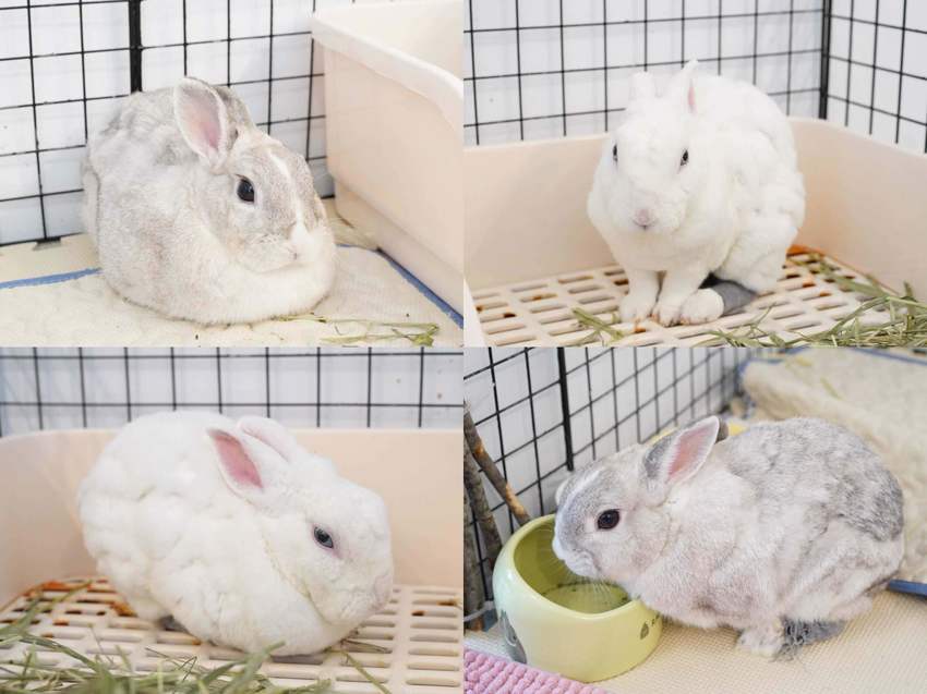 【三恆一曙】桃園中壢區新開幕兔兔友善咖啡廳,二樓有兔兔專屬跑跑區!