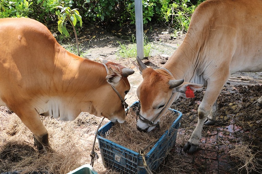 屏東林邊一日遊。光采濕地，環境教育、DIY披薩、植物染敲敲樂、鹹鴨蛋、林邊最美藍晒圖 x 林邊單車遊