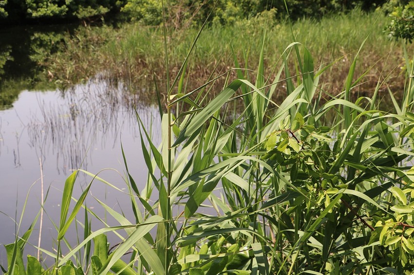 屏東林邊一日遊。光采濕地，環境教育、DIY披薩、植物染敲敲樂、鹹鴨蛋、林邊最美藍晒圖 x 林邊單車遊