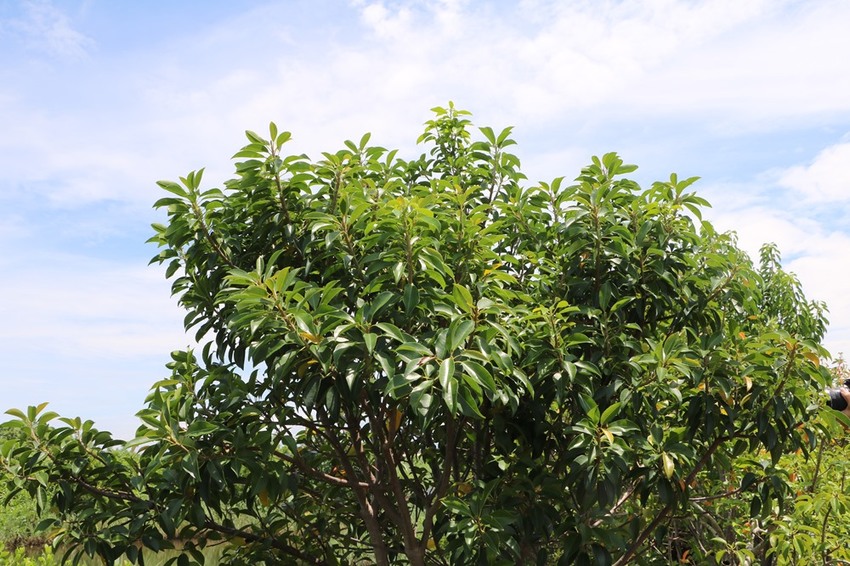 屏東林邊一日遊。光采濕地，環境教育、DIY披薩、植物染敲敲樂、鹹鴨蛋、林邊最美藍晒圖 x 林邊單車遊