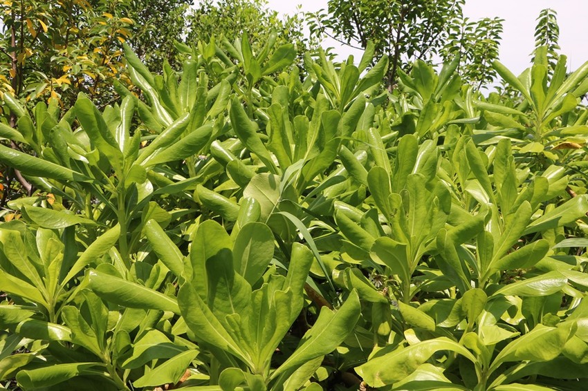 屏東林邊一日遊。光采濕地，環境教育、DIY披薩、植物染敲敲樂、鹹鴨蛋、林邊最美藍晒圖 x 林邊單車遊