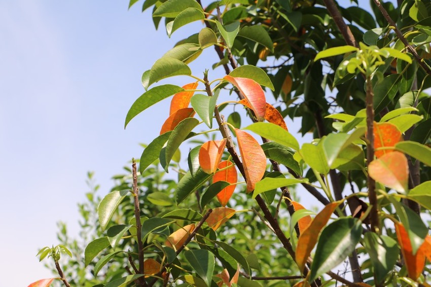 屏東林邊一日遊。光采濕地，環境教育、DIY披薩、植物染敲敲樂、鹹鴨蛋、林邊最美藍晒圖 x 林邊單車遊