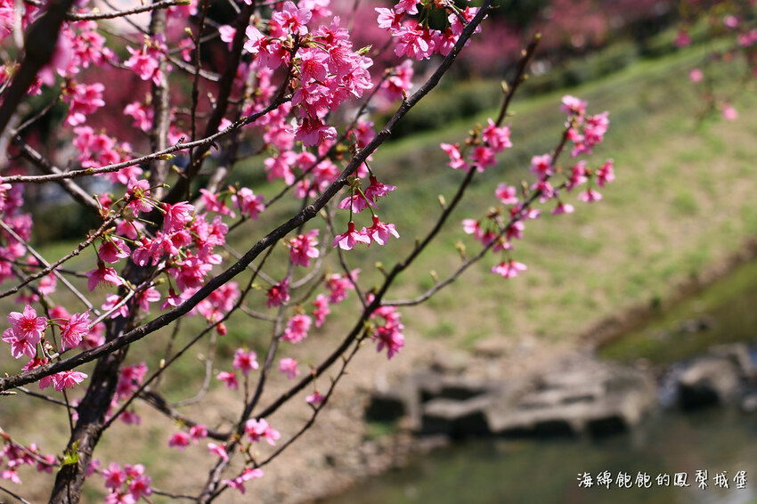 平地賞櫻再一發「康誥坑溪 櫻花大道」搭火車到汐科站，擁抱一片溪畔粉嫩櫻花林！