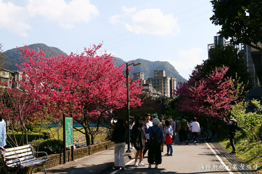 平地賞櫻再一發「康誥坑溪 櫻花大道」搭火車到汐科站，擁抱一片溪畔粉嫩櫻花林！