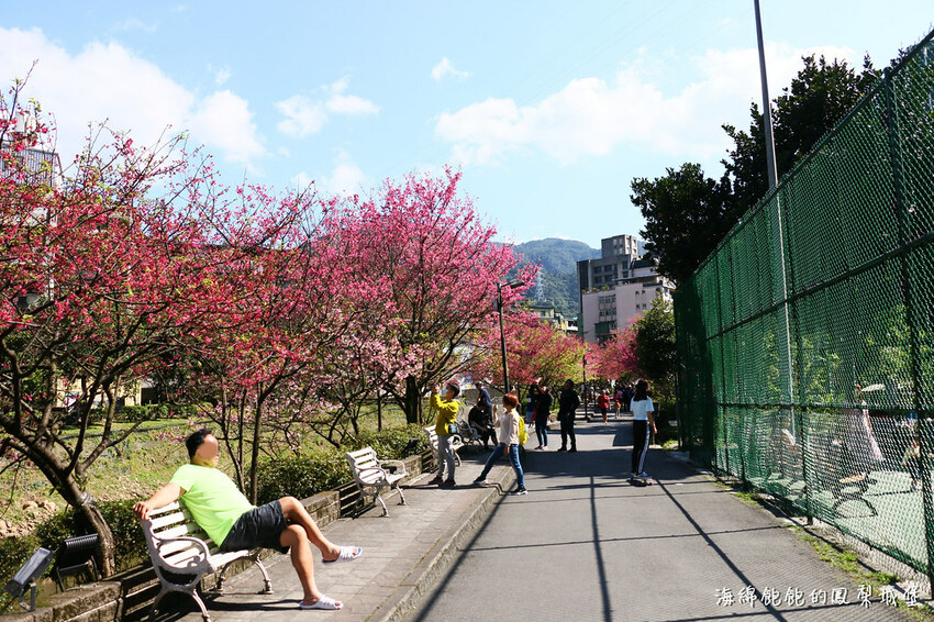 平地賞櫻再一發「康誥坑溪 櫻花大道」搭火車到汐科站，擁抱一片溪畔粉嫩櫻花林！