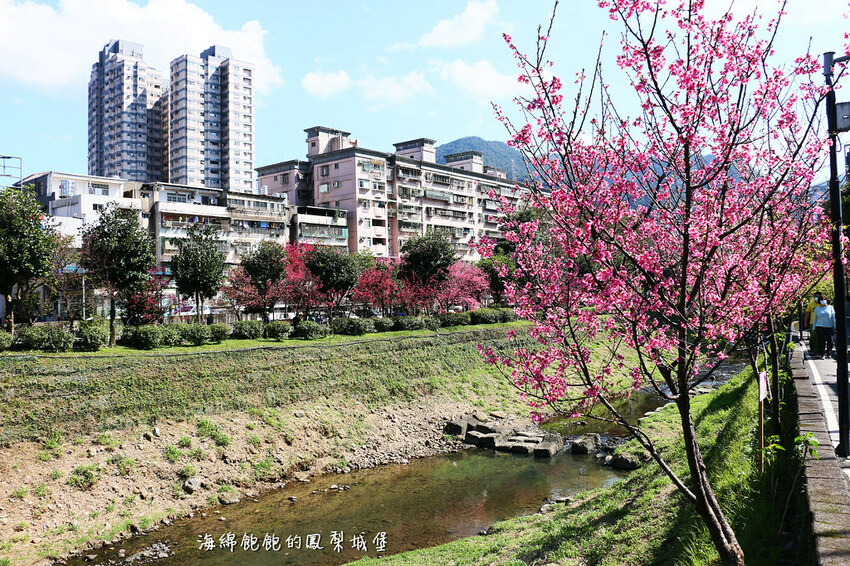 平地賞櫻再一發「康誥坑溪 櫻花大道」搭火車到汐科站，擁抱一片溪畔粉嫩櫻花林！