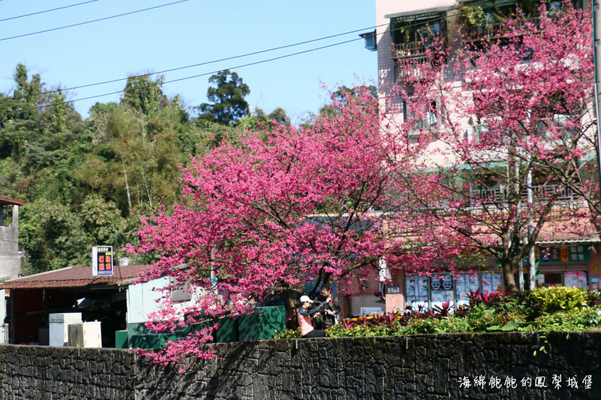 平地賞櫻再一發「康誥坑溪 櫻花大道」搭火車到汐科站，擁抱一片溪畔粉嫩櫻花林！