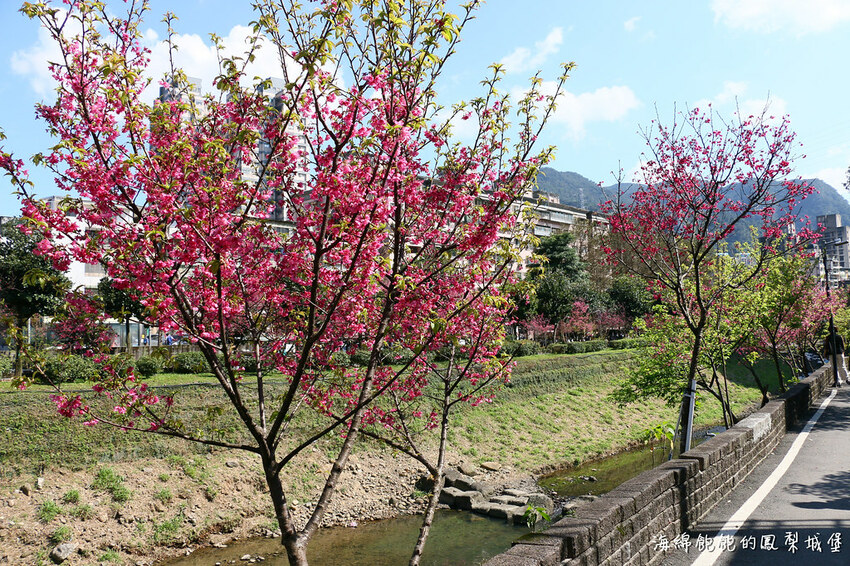 平地賞櫻再一發「康誥坑溪 櫻花大道」搭火車到汐科站，擁抱一片溪畔粉嫩櫻花林！