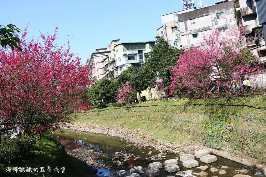 平地賞櫻再一發「康誥坑溪 櫻花大道」搭火車到汐科站，擁抱一片溪畔粉嫩櫻花林！