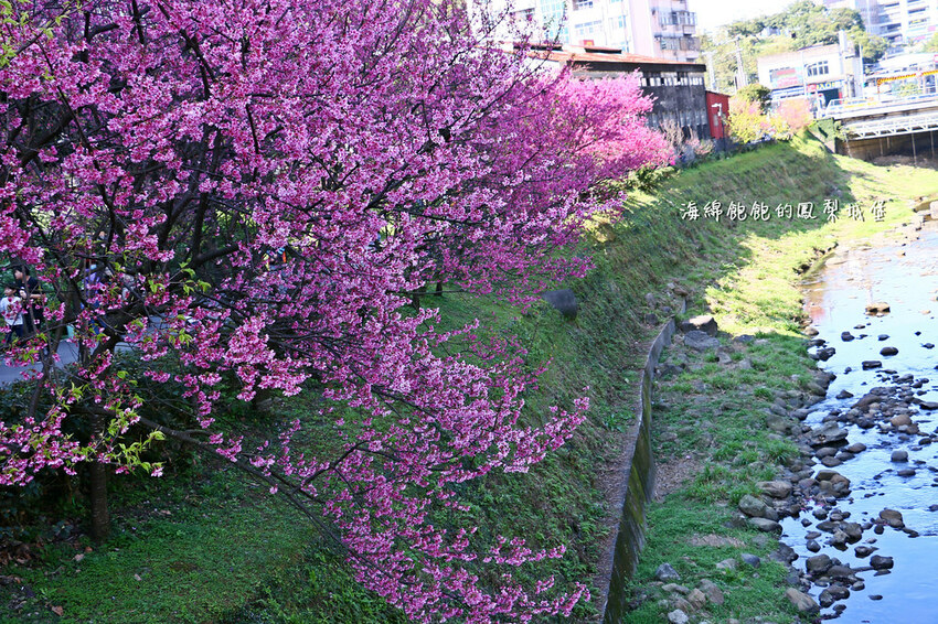 平地賞櫻再一發「康誥坑溪 櫻花大道」搭火車到汐科站，擁抱一片溪畔粉嫩櫻花林！