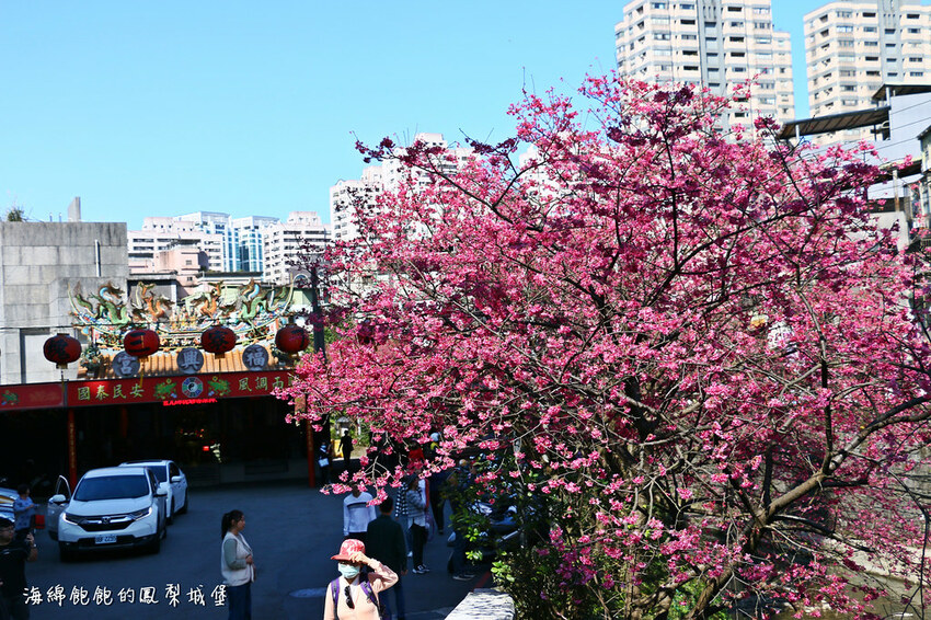 平地賞櫻再一發「康誥坑溪 櫻花大道」搭火車到汐科站，擁抱一片溪畔粉嫩櫻花林！