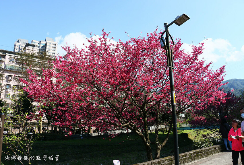 平地賞櫻再一發「康誥坑溪 櫻花大道」搭火車到汐科站，擁抱一片溪畔粉嫩櫻花林！