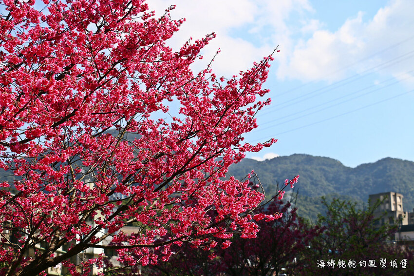 平地賞櫻再一發「康誥坑溪 櫻花大道」搭火車到汐科站，擁抱一片溪畔粉嫩櫻花林！