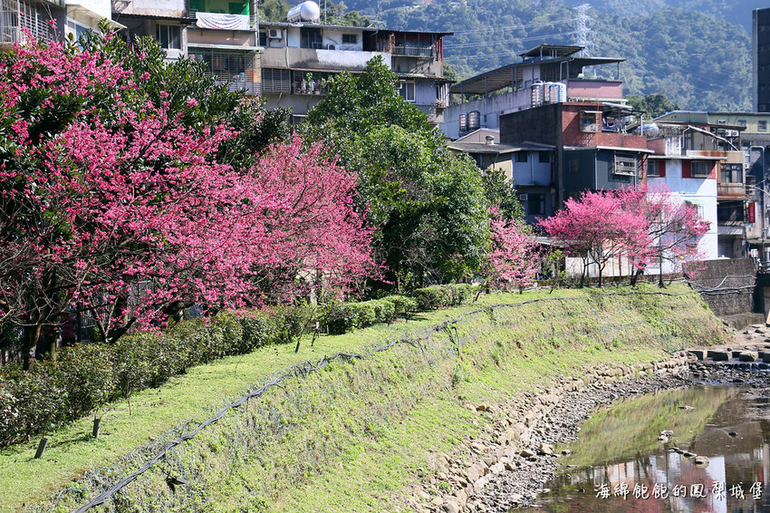 平地賞櫻再一發「康誥坑溪 櫻花大道」搭火車到汐科站，擁抱一片溪畔粉嫩櫻花林！