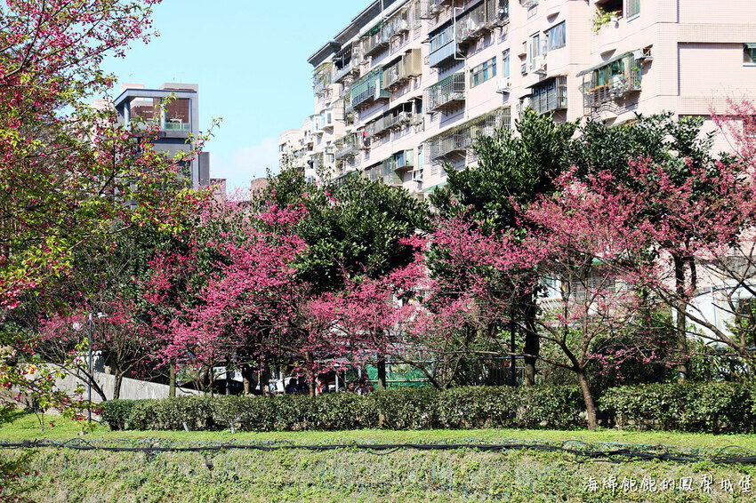 平地賞櫻再一發「康誥坑溪 櫻花大道」搭火車到汐科站，擁抱一片溪畔粉嫩櫻花林！