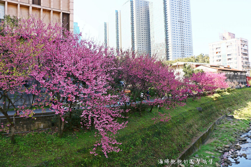 平地賞櫻再一發「康誥坑溪 櫻花大道」搭火車到汐科站，擁抱一片溪畔粉嫩櫻花林！