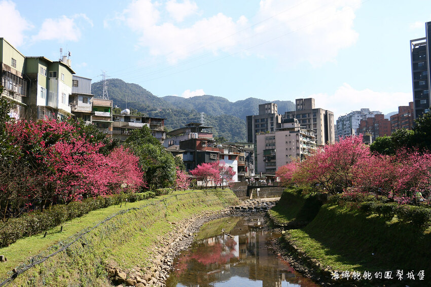 平地賞櫻再一發「康誥坑溪 櫻花大道」搭火車到汐科站，擁抱一片溪畔粉嫩櫻花林！
