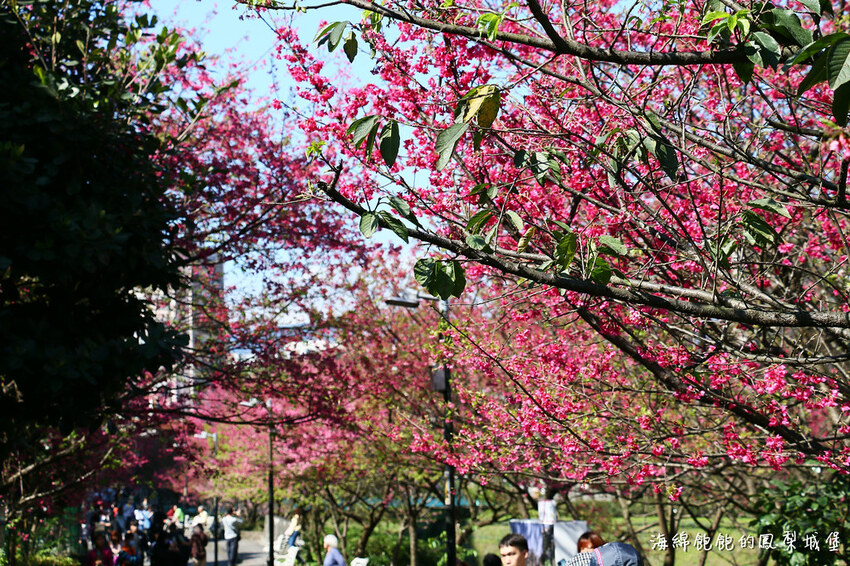 平地賞櫻再一發「康誥坑溪 櫻花大道」搭火車到汐科站，擁抱一片溪畔粉嫩櫻花林！