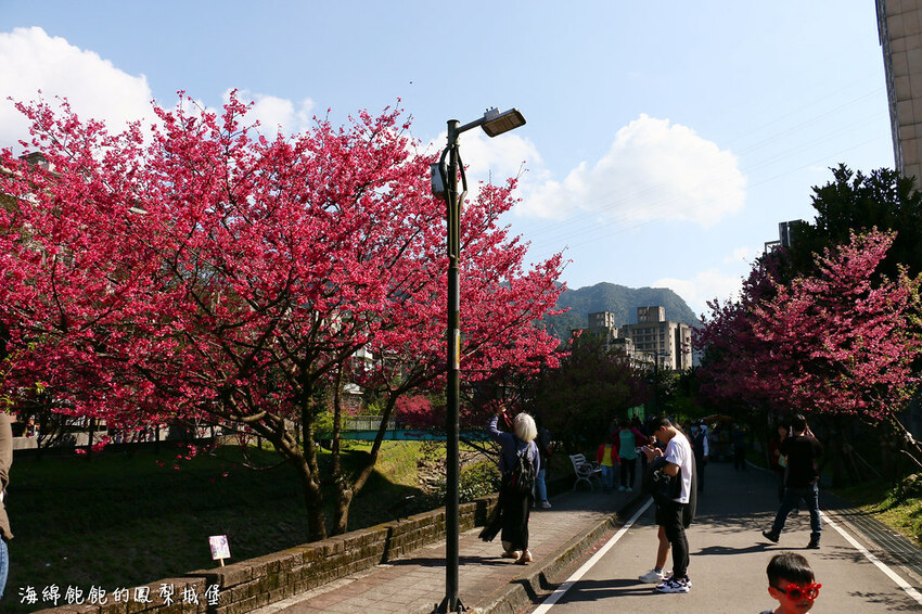 平地賞櫻再一發「康誥坑溪 櫻花大道」搭火車到汐科站，擁抱一片溪畔粉嫩櫻花林！