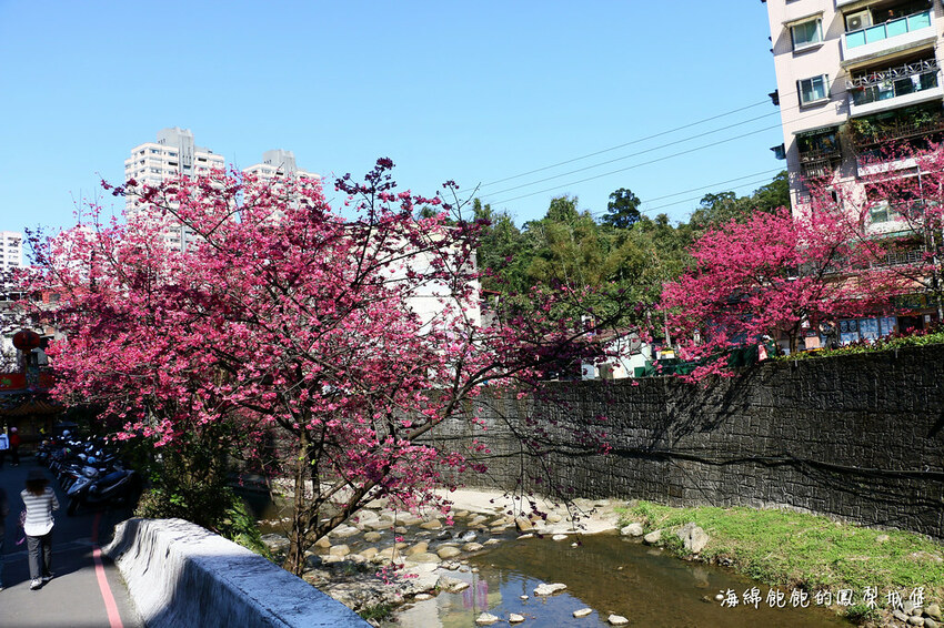 平地賞櫻再一發「康誥坑溪 櫻花大道」搭火車到汐科站，擁抱一片溪畔粉嫩櫻花林！