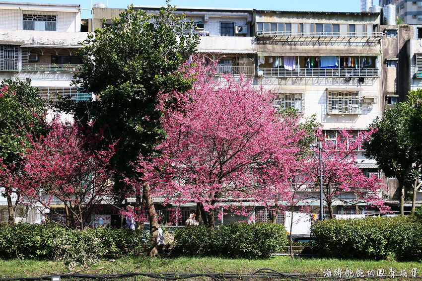 平地賞櫻再一發「康誥坑溪 櫻花大道」搭火車到汐科站，擁抱一片溪畔粉嫩櫻花林！