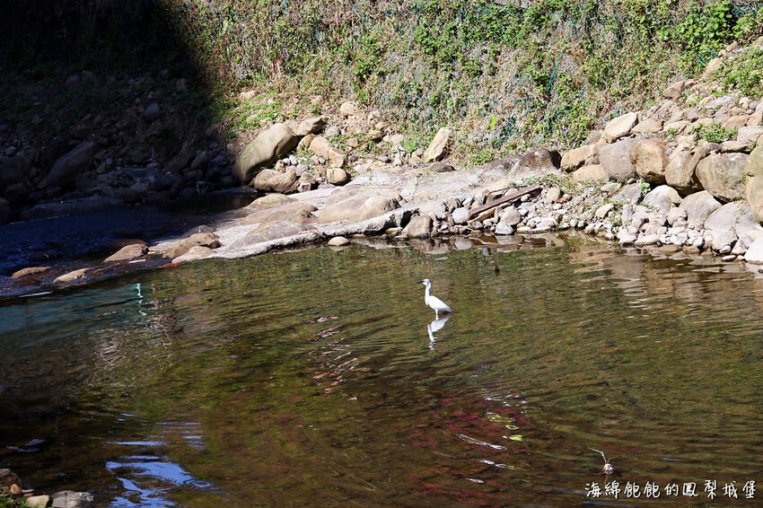 平地賞櫻再一發「康誥坑溪 櫻花大道」搭火車到汐科站，擁抱一片溪畔粉嫩櫻花林！