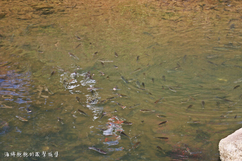 平地賞櫻再一發「康誥坑溪 櫻花大道」搭火車到汐科站，擁抱一片溪畔粉嫩櫻花林！