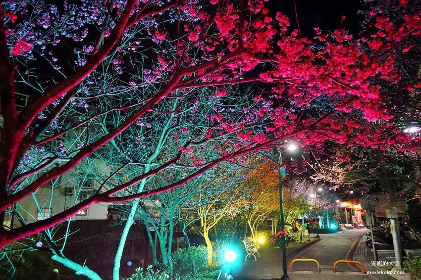 [汐止賞櫻]康誥坑溪河畔櫻花大滿開 像精靈般落入凡間夜景 彩色夜櫻超美 - 安妮的天空