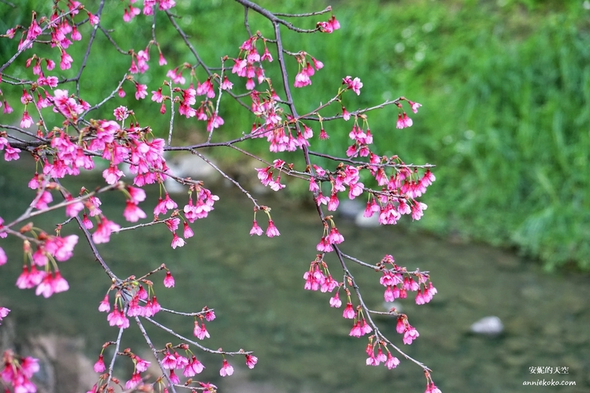 [汐止賞櫻]康誥坑溪河畔櫻花大滿開 像精靈般落入凡間夜景 彩色夜櫻超美 - 安妮的天空