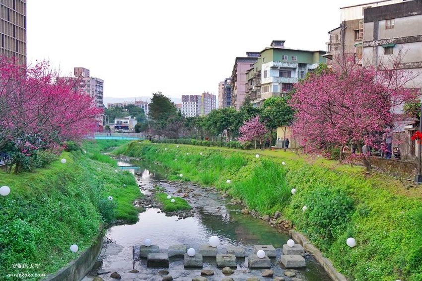 [汐止賞櫻]康誥坑溪河畔櫻花大滿開 像精靈般落入凡間夜景 彩色夜櫻超美 - 安妮的天空