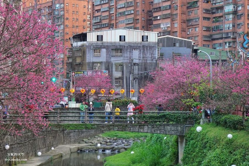 [汐止賞櫻]康誥坑溪河畔櫻花大滿開 像精靈般落入凡間夜景 彩色夜櫻超美 - 安妮的天空